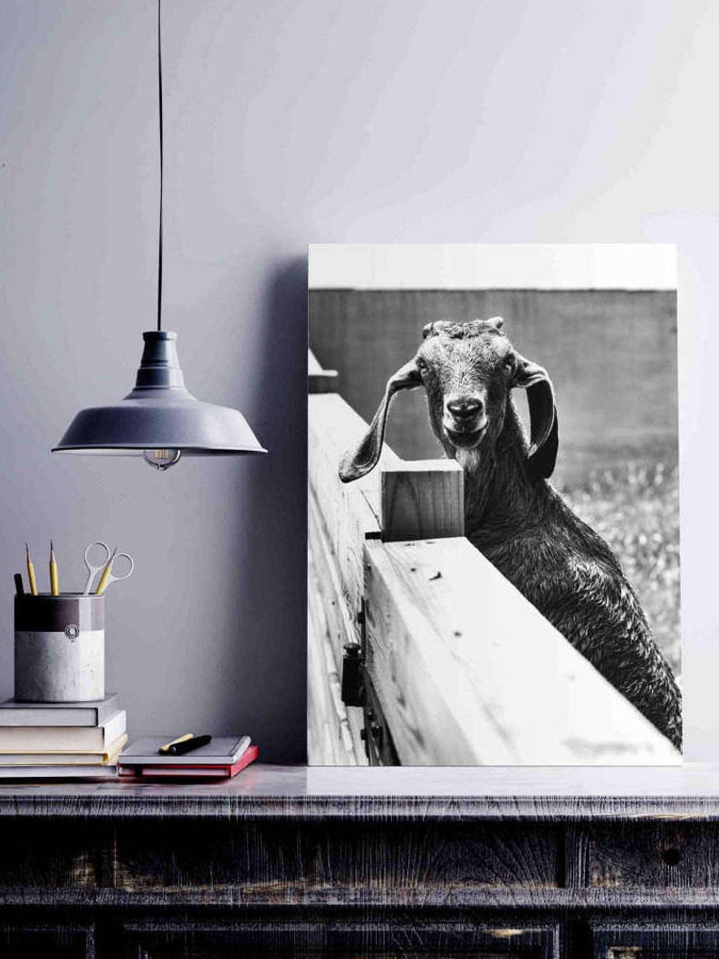 Nursery Wall Decor Goat Photograph Rustic Farm Photograph Etsy