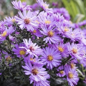 New England Aster Samen lila mehrjährige Wildblumen Gartenpflanze für bestäuberfreundliche Landschaften.