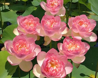 50 lotusbloemzaden voor vijver, patiotuin, waterplantdecoratie.