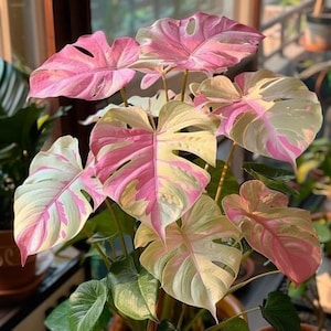 philodendron princess pink Philodendron 'Pink Princess' (reverted NON TC)
