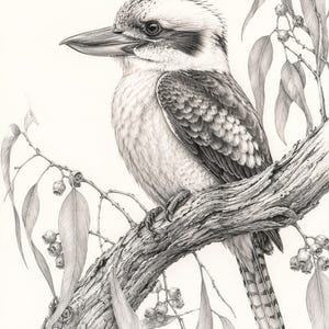 May include: A detailed graphite pencil drawing of a kookaburra perched on a textured eucalyptus branch. The bird features a large beak, dark eye markings, and layered plumage. The branch is adorned with slender, pointed leaves and small seed pods.