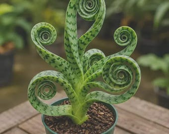 Rare Spiral Snake Live Plant | Curly Sansevieria Cylindrica in Pot | Exotic Houseplant | Air Purifying Indoor Plant | Unique Home Decor Gift