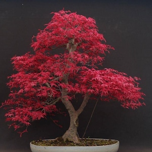 Pode incluir: Um bonsai de bordo japonês com folhas palmadas de um vermelho vibrante e um tronco texturizado castanho-claro. A árvore está plantada num vaso de cerâmica cinzento-claro, raso e oval, com terra escura e musgo, sobre um fundo escuro.