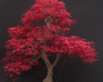 Japanese Red Maple Bonsai Live Plant | Acer Palmatum Ornamental Tree | Rare Indoor Outdoor Bonsai | Unique Housewarming Gift