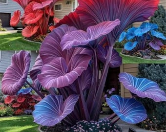 Bulbi di Caladium Pink Red Alert – Pianta tropicale luminosa adatta all'ombra
