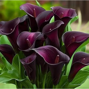 Schwarze Calla-Lilien-Zwiebeln – Zantedeschia Dunkelviolette Blüten für Kübel, Terrassentöpfe und Pflanzgefäße