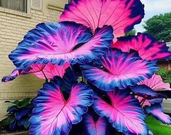 Bulbi di Orecchio d'elefante rosa e blu – Pianta tropicale da giardino per zone d'ombra, ideale per vasi e giardini.