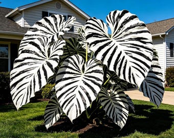 Bulbos de oreja de elefante blancos y negros: planta tropical ornamental exótica para jardines, patios y paisajes.