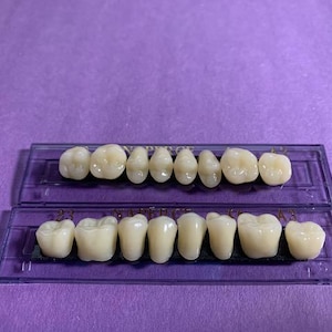 May include: Two rows of white dental crowns in a clear plastic tray. The crowns are arranged in order of size, with the smallest crowns in the front row and the largest crowns in the back row.