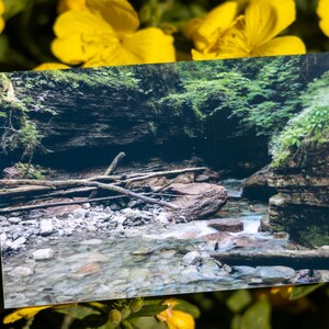 K&ouml;nnte beinhalten: Ein rechteckiger Fotoabzug, der ein felsiges Bachbett mit klarem flie&szlig;endem Wasser, gefallenen &Auml;sten und dunklen Felsklippen zeigt, umrahmt von einem Hintergrund aus leuchtend gelben Blumen mit gr&uuml;nen Bl&auml;ttern.