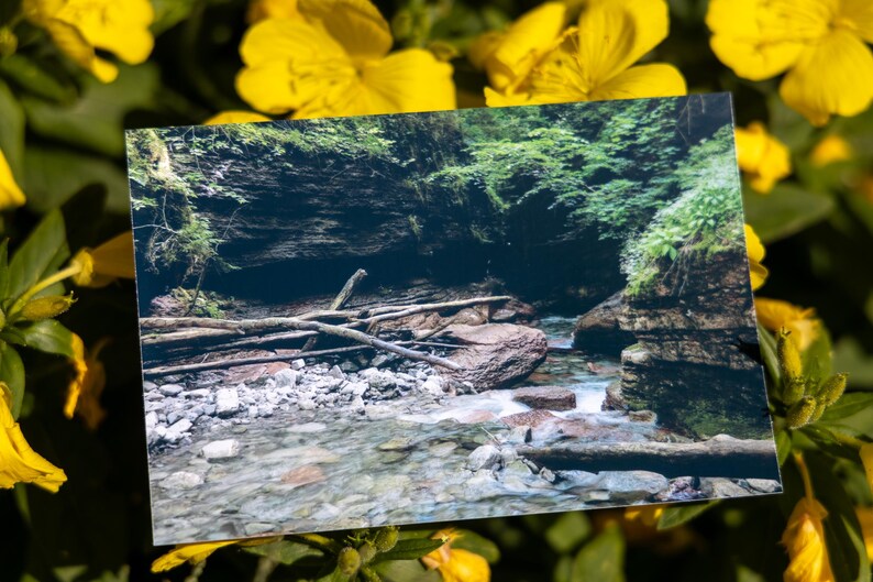 K&ouml;nnte beinhalten: Ein rechteckiger Fotoabzug, der ein felsiges Bachbett mit klarem flie&szlig;endem Wasser, gefallenen &Auml;sten und dunklen Felsklippen zeigt, umrahmt von einem Hintergrund aus leuchtend gelben Blumen mit gr&uuml;nen Bl&auml;ttern.