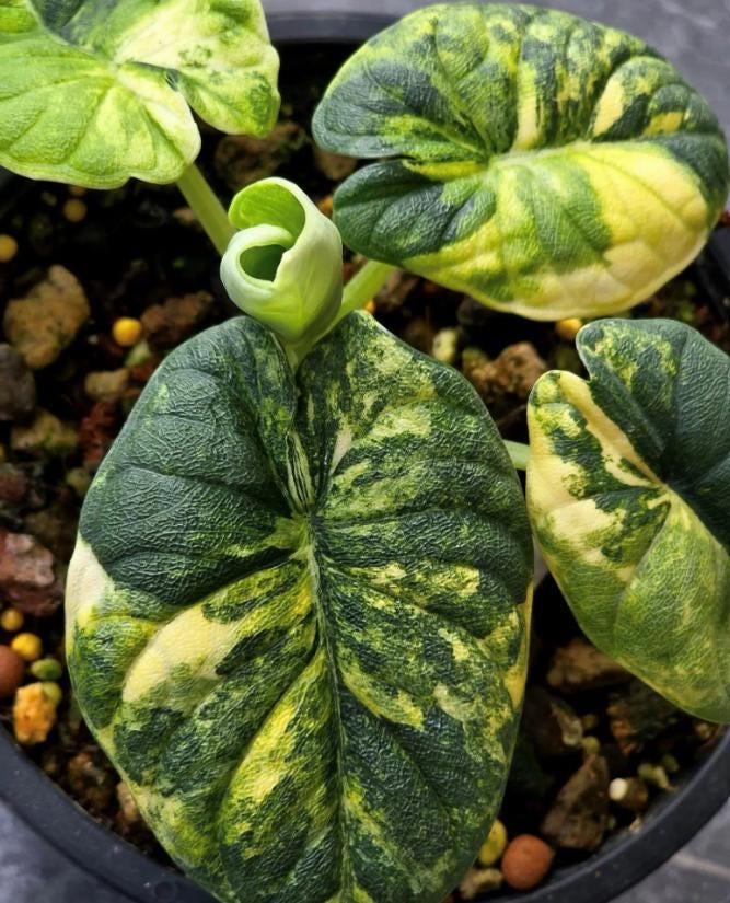Variegated alocasia melo - Etsy 日本