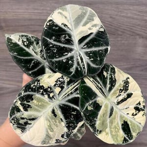 Variegated alocasia maharani - Etsy 日本