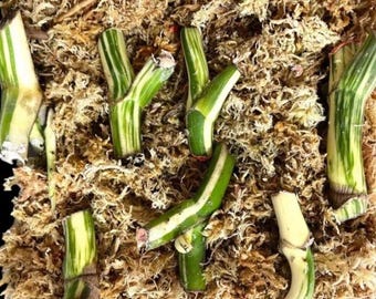 Pianta iniziale di Monstera Deliciosa variegata – Rara pianta tropicale da collezione per interni