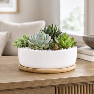 Peut inclure: Un bol de plantation en céramique blanche avec une base en soucoupe en bois clair contenant une variété de plantes succulentes vertes. L'arrangement comprend une Haworthia pointue, plusieurs Echeveria en rosette et un Sedum retombant.