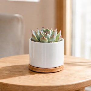 May include: A small, cylindrical white ceramic planter containing a green succulent with pointed, reddish-tipped leaves. The planter sits on a circular, light-colored wooden base, providing a clean and simple display for the plant.