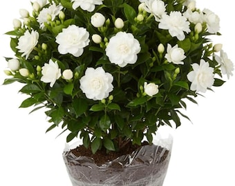 2 Live Jasmine Gardenia Plants, Frost Proof Cape Jasmine Shrub, Fragrant White Flower