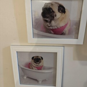 May include: Two white rectangular frames containing photographs of a fawn-coloured pug wearing a pink garment while sitting inside a small white clawfoot bathtub. The top frame shows a close-up, while the bottom frame shows the full bathtub.