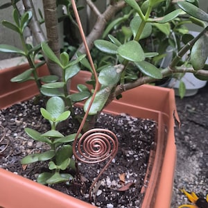 May include: A copper wire plant stake featuring a spiral design at the base and a straight vertical stem. The metallic wire is shaped into a circular coil that sits within the soil of a square terracotta-colored plastic planter pot.