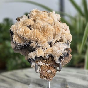 Puede incluir: Un espécimen mineral de barita con grupos de cristales de color tostado en forma de cuchilla dispuestos en abanico. El mineral se asienta sobre una base de matriz oscura y texturizada, sostenido por un soporte de acrílico transparente con dos puntas de metal plateado.