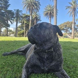 May include: A large brindle dog with a dark, muscular build and a short coat, lying down on a green grassy lawn. The dog wears a dark collar with metallic studs around its neck and is looking toward the left side of the frame under a clear sky.