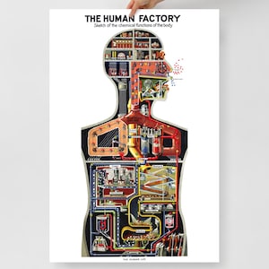 Peut inclure: Une affiche verticale intitulée THE HUMAN FACTORY, Sketch of the chemical functions of the body. Elle présente une silhouette humaine stylisée remplie de machines industrielles et de tuyaux représentant les organes, avec THE HUMAN LIFE en bas.