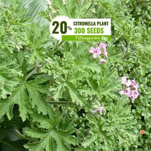 Garden Seeds Citronella 300 Seeds: Non-GMO Mosquito Repellant Plant for Indoor Outdoor Home