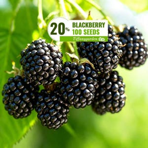 May include: A cluster of ripe, dark purple blackberries hanging from a green vine. A white rectangular label is overlaid on the image, featuring the text 20% BLACKBERRY 100 SEEDS Tiffanygarden with a small graphic of a blackberry leaf.