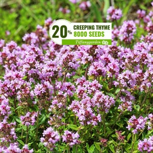 May include: A dense cluster of small, light purple creeping thyme flowers with green stems and leaves. A white and green label is overlaid on the flowers, featuring the text 20% CREEPING THYME 8000 SEEDS Tiffanygarden.