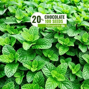 May include: A dense cluster of vibrant green mint leaves with a textured, serrated surface. A white rectangular label is overlaid, featuring the text 20% CHOCOLATE 100 SEEDS Tiffanygarden, indicating a quantity of seeds for planting.