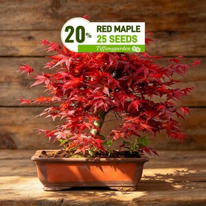 Red Maple Bonsai Tree Seeds: Acer Perennial for Indoor and Outdoor Gardening, Frost Hardy Perennial 25+