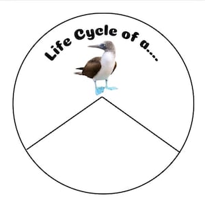 May include: A circular graphic featuring a black outline divided into three sections. The text "Life Cycle of a...." is printed in black at the top. A photographic image of a blue-footed booby bird with brown and white feathers is centered.