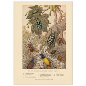 Könnte beinhalten: Ein Druck im Vintage-Stil mit dem Titel BRITISH BEETLES AND THEIR FOREIGN RELATIVES, der neun detaillierte Illustrationen verschiedener Käfer in Grün-, Gelb-, Braun- und Rottönen auf einem cremefarbenen Hintergrund mit Text zeigt.