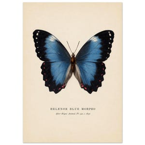 Helenor Blue Morpho Print, Antique Butterfly Wall Art, Vintage Règne Animal Lepidoptera Illustration