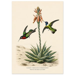 May include: A botanical illustration on a cream background featuring a spiky aloe plant with a tall central stalk of orange flowers. Two hummingbirds, one with a red throat and one with a white neck, hover near the flowers. Text reads: GARNET-THROATED HUMMINGBIRD WHITE-NECKED JACOBIN.