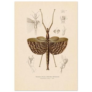 May include: A vintage-style scientific illustration on cream paper featuring a Phasma Gigas and Phasma Physicum insect with large, brown, patterned wings spread wide. The print includes detailed anatomical sketches and the text PHASMA GIGAS & PHASMA PHYSICUM AFTER REGNE ANIMAL, c. 1830.