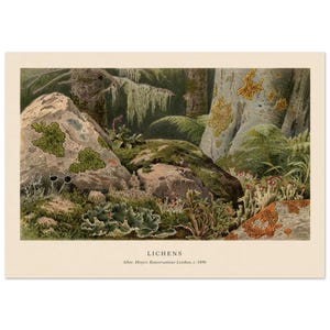 May include: A vintage botanical print titled LICHENS After Meyers Konversations-Lexikon, c. 1890. The illustration depicts a forest floor with various green, orange, and grey lichen species growing on large rocks and tree trunks, surrounded by ferns.