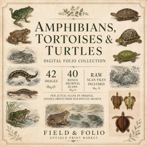 May include: A digital folio collection titled Amphibians, Tortoises & Turtles featuring 42 images and 40 bonus archival scans. The print displays various illustrations of frogs, salamanders, and turtles on a cream background with the text Field & Folio.