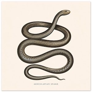 May include: A detailed scientific illustration of an Aesculapian snake coiled in an S-shape. The snake features dark brown and bronze scales with a textured pattern. The text AESCULAPIAN SNAKE is printed in black capital letters at the bottom centre.