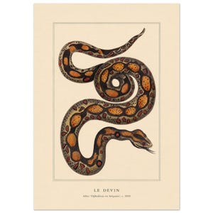 Le Devin Snake Print, Antique Boa Wall Art, Vintage French Serpent Illustration, Reptile Decor