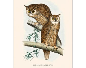 Eurasian Eagle-Owl Print, Vintage Owl Wall Art, Antique Bird Poster, Woodland Decor, Dark Academia, Owl Lover Gift