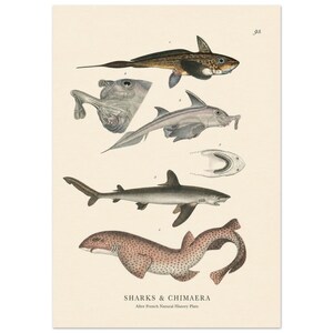 May include: A vintage-style scientific print featuring various shark and chimaera species in muted tones. The illustration displays detailed anatomical drawings of marine life with the text SHARKS & CHIMAERA After French Natural History Plate.