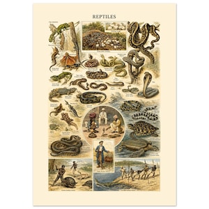Op de afbeelding: Een educatieve poster in vintage-stijl met de titel REPTILES, voorzien van gedetailleerde illustraties van diverse slangen, hagedissen, schildpadden en krokodillen. De print bevat gelabelde tekeningen van reptielen in hun natuurlijke leefomgeving.