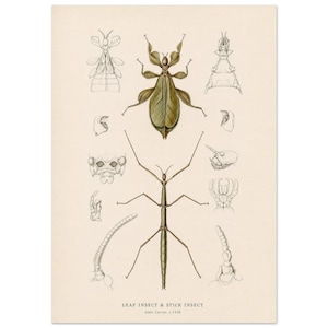 May include: A scientific print featuring a detailed green leaf insect and a brown stick insect, surrounded by various anatomical sketches of insect parts. The text at the bottom reads LEAF INSECT & STICK INSECT After Cuvier, c.1830.