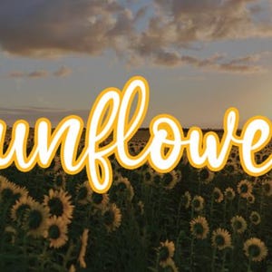 Könnte beinhalten: Ein Feld mit gelben Sonnenblumen unter einem Sonnenuntergangshimmel mit Wolken. Das Wort Sunflower ist in großer, weißer Schreibschrift mit gelber Umrandung in der Mitte des Bildes geschrieben und überlagert die Blumenlandschaft.