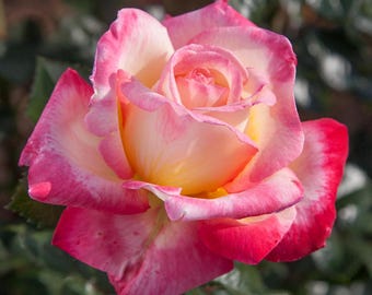 Enchanted Peace Hybrid Tea Rose Live Plant: Fragrant Garden Bloomer (Zones 5-9)