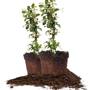 Paquet de 2 plantes vivantes de jasmin confédéré, pots de 1 gallon, plante de jardin d'extérieur à feuilles persistantes parfumée