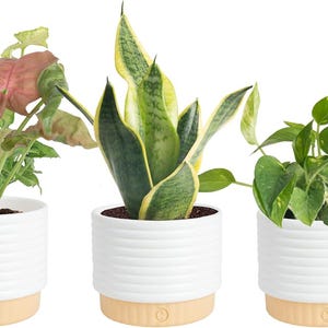 以下が含まれることがあります： 白いリブ付きセラミック製の鉢に入った3つの観葉植物。鉢の底は明るい木目調です。左の植物はピンクと緑の斑入りの葉、中央は直立したサンセベリア、右は緑色のハート型の葉を持つ植物です。