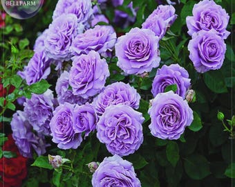 Pu bu Purple Big Blooms Climbing Rose Seeds 50 seeds, light fragrant compact flowers