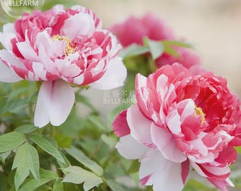 Peony 'Silky Flag' Bi-colored Flower Seeds white red big blooms home garden flowers